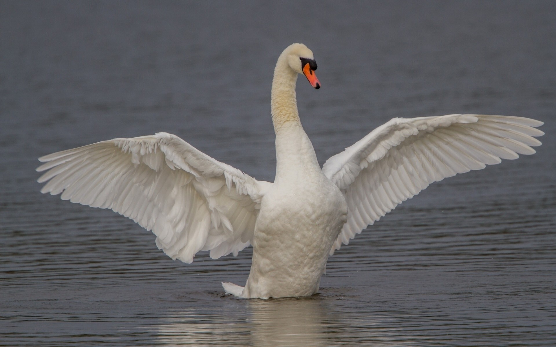 aves alas cisne