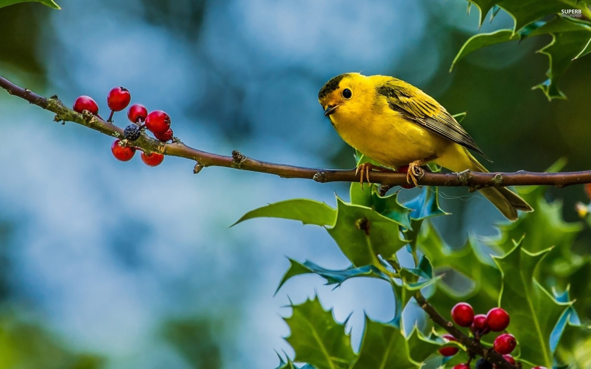 oiseaux baies branche