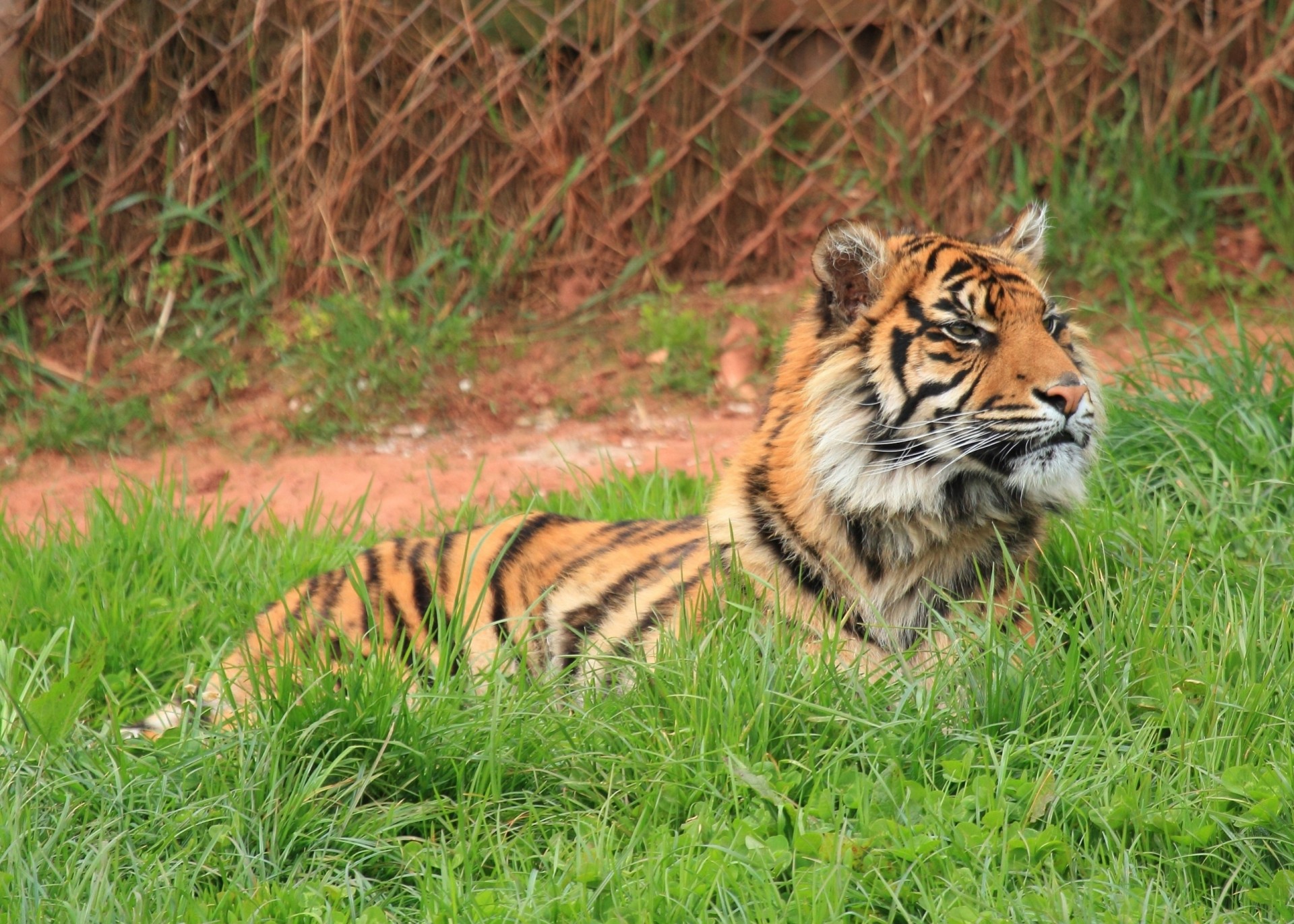 gato salvaje depredador tigre