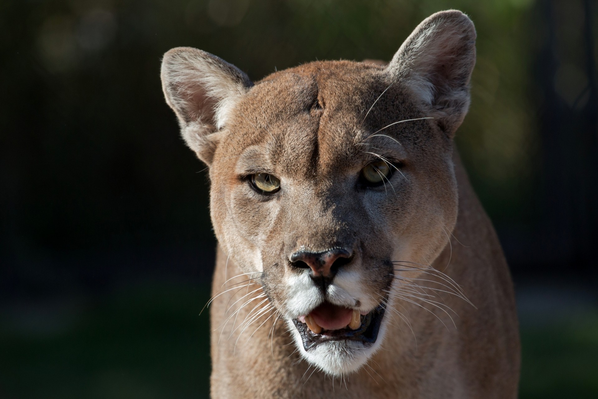 wild cat teeth puma mountain lion