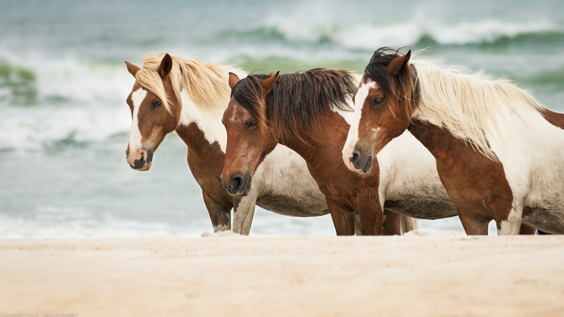 sabbia mare cavalli