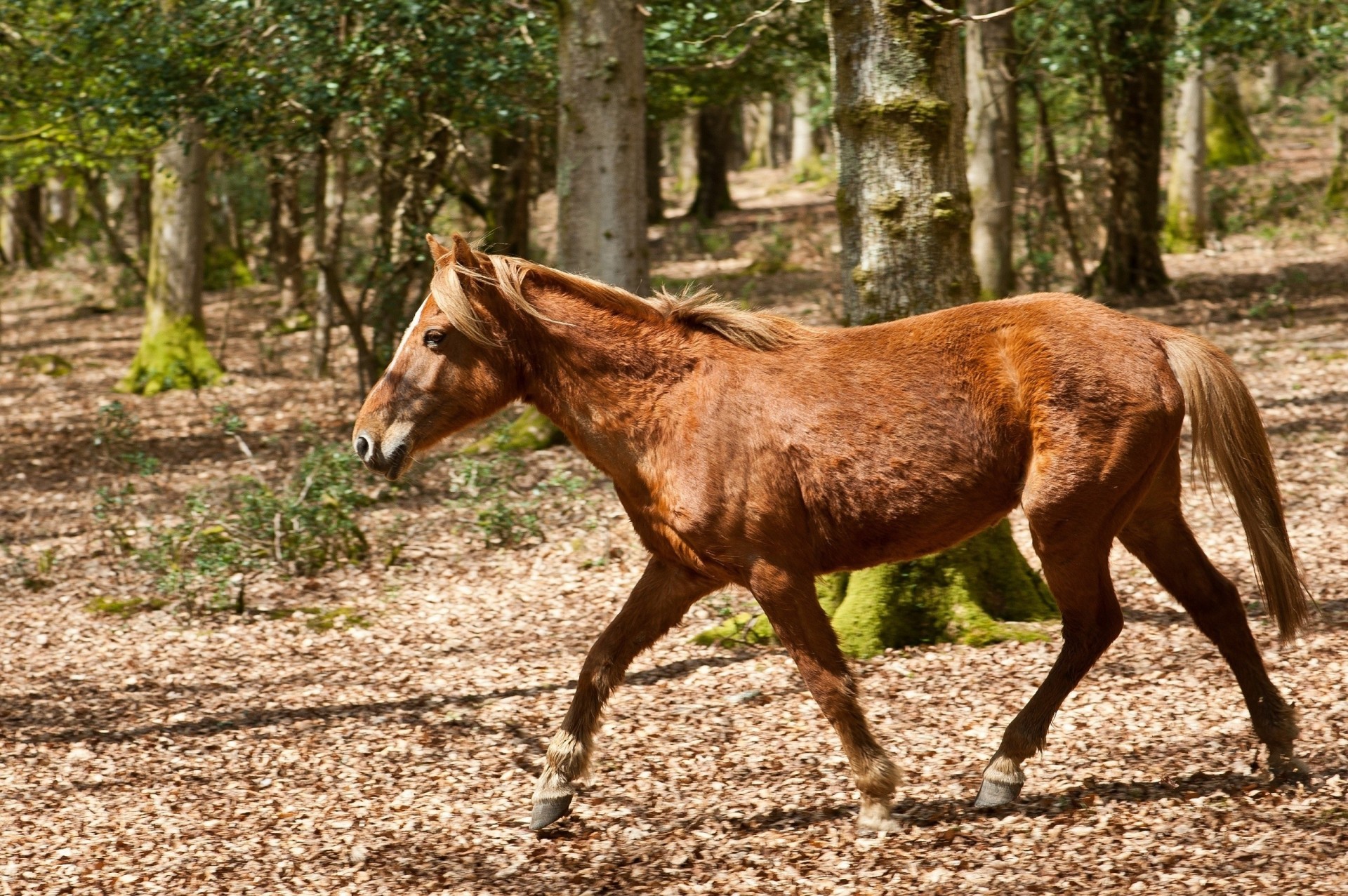 laufen pferd rot