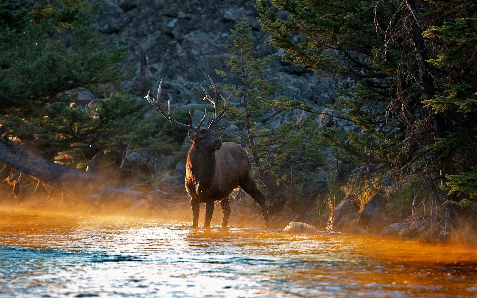 fluss natur bäume licht schatten berge hirsch