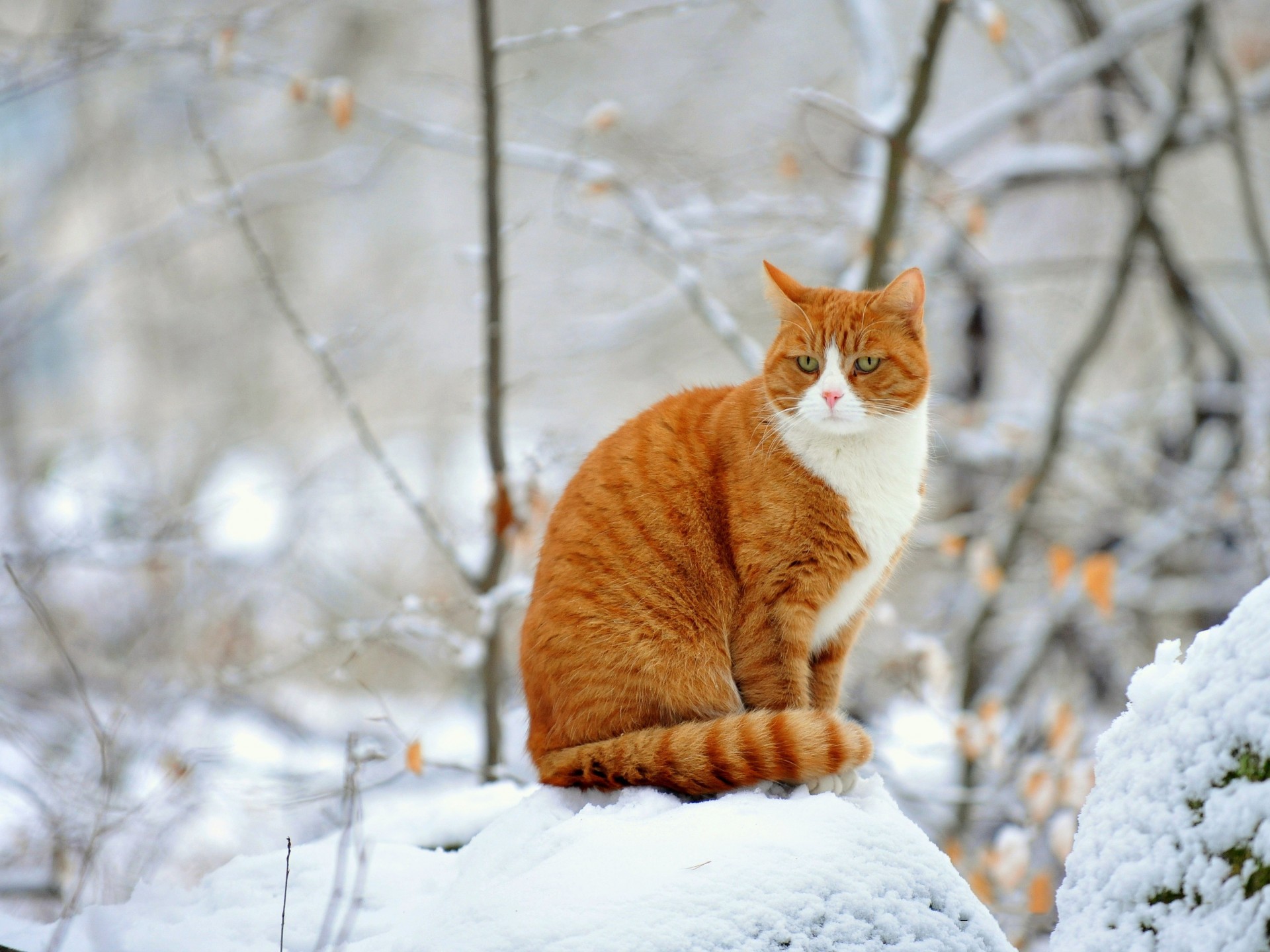 red snow cat