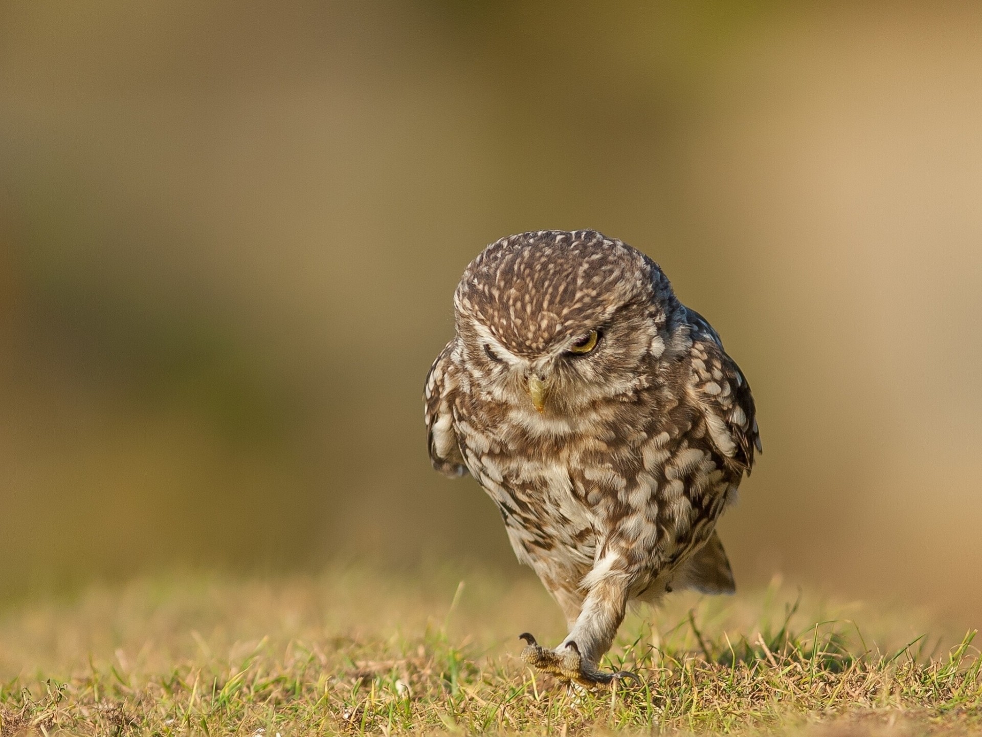 walk owl little owl