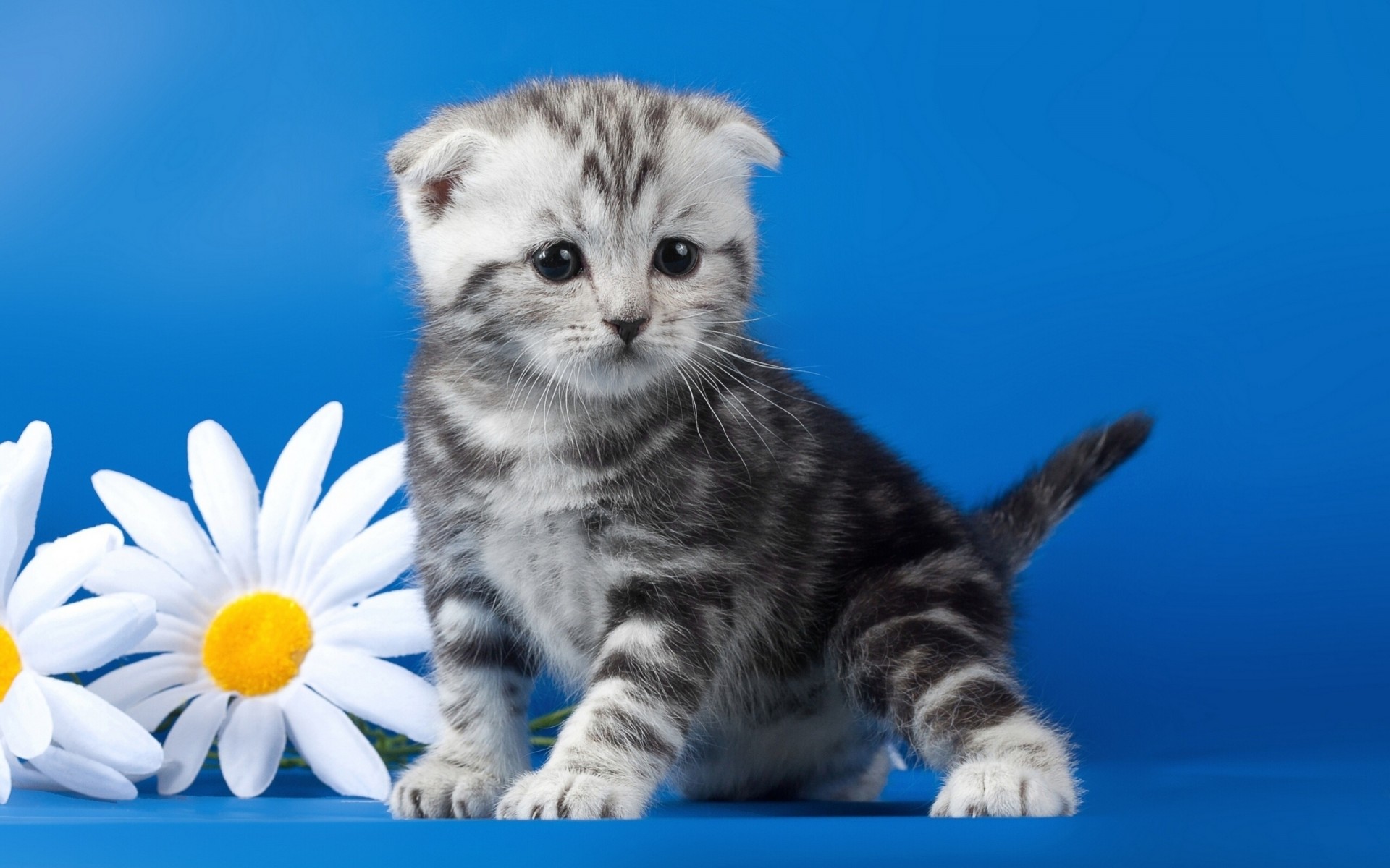 marguerites chat fleurs