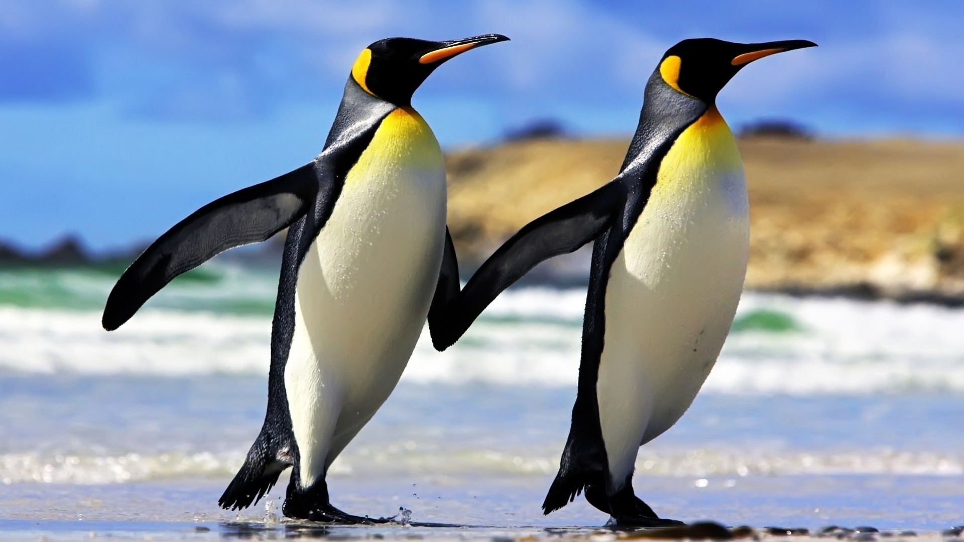 penguin penguins couple