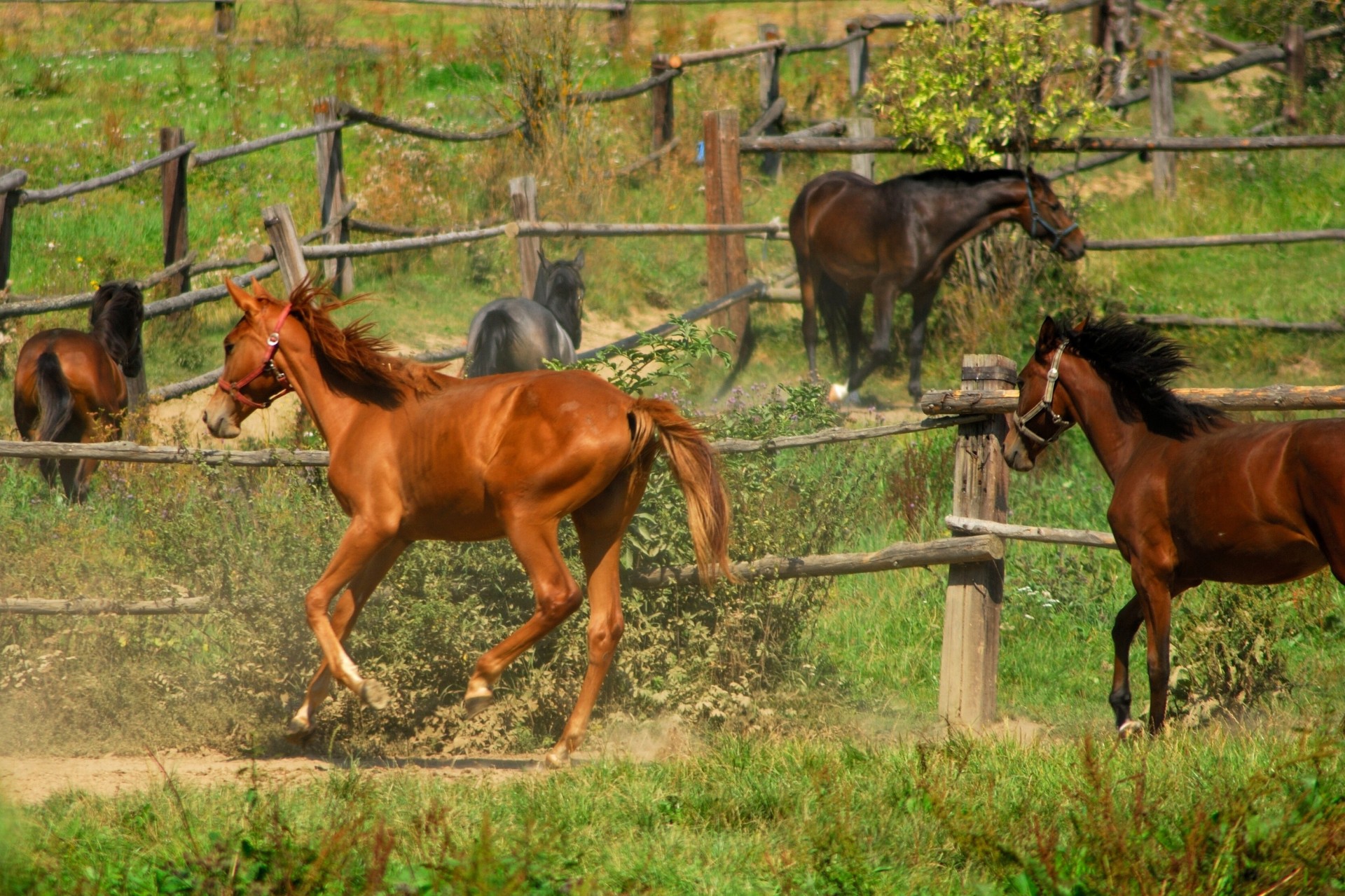 caballos esgrima hierba semental manada