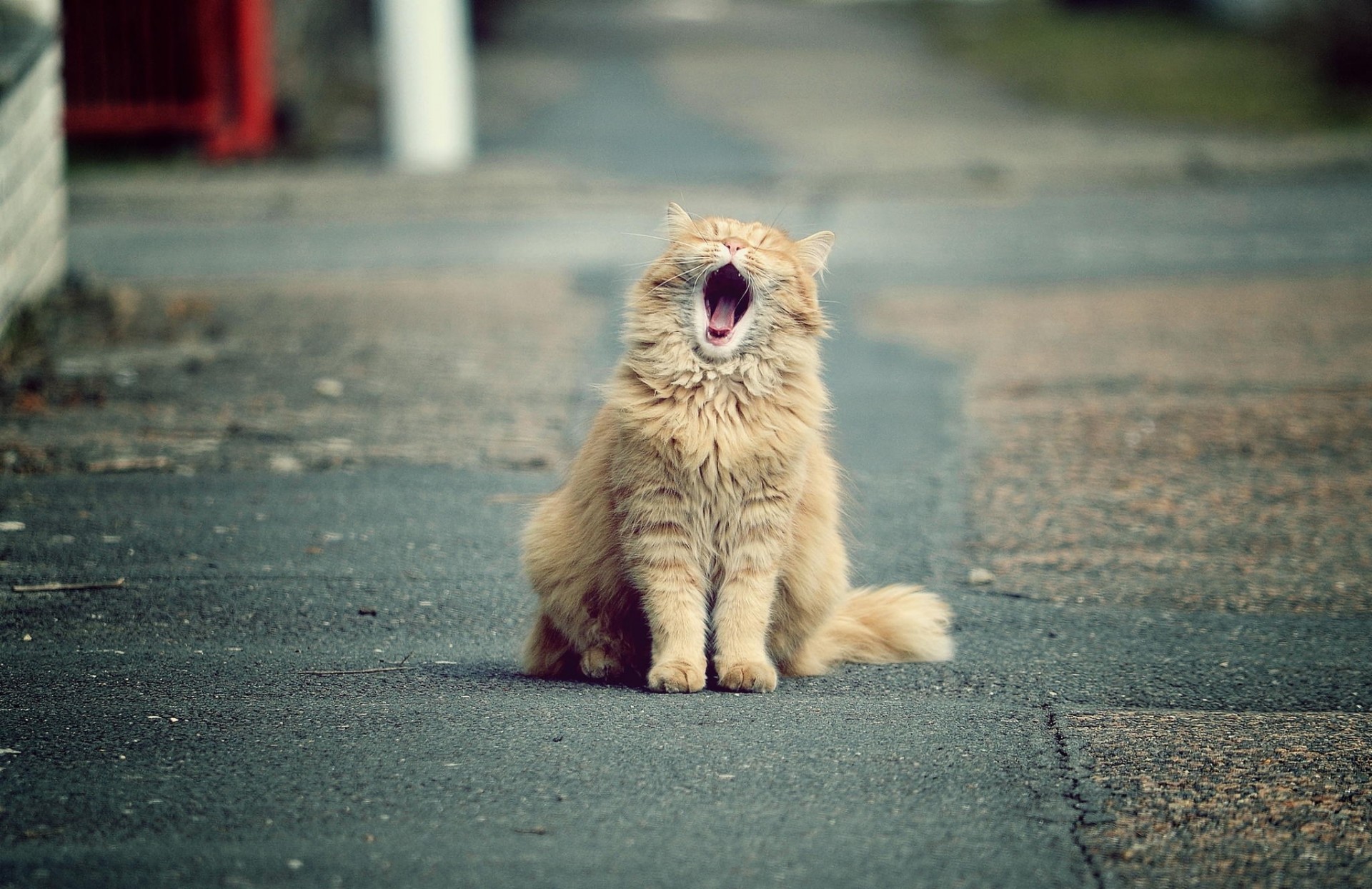 rousse bâille chat