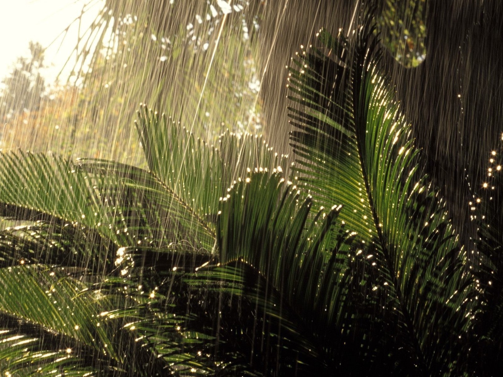 dschungel regen natur