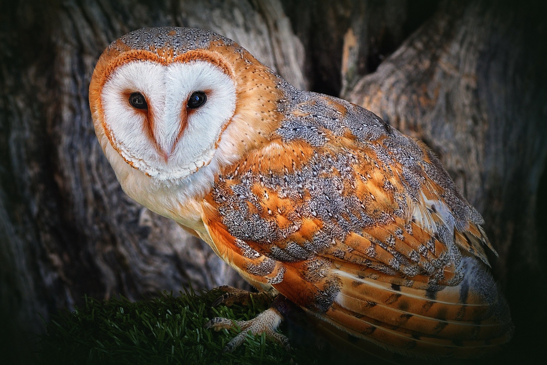 uccelli gufo albero