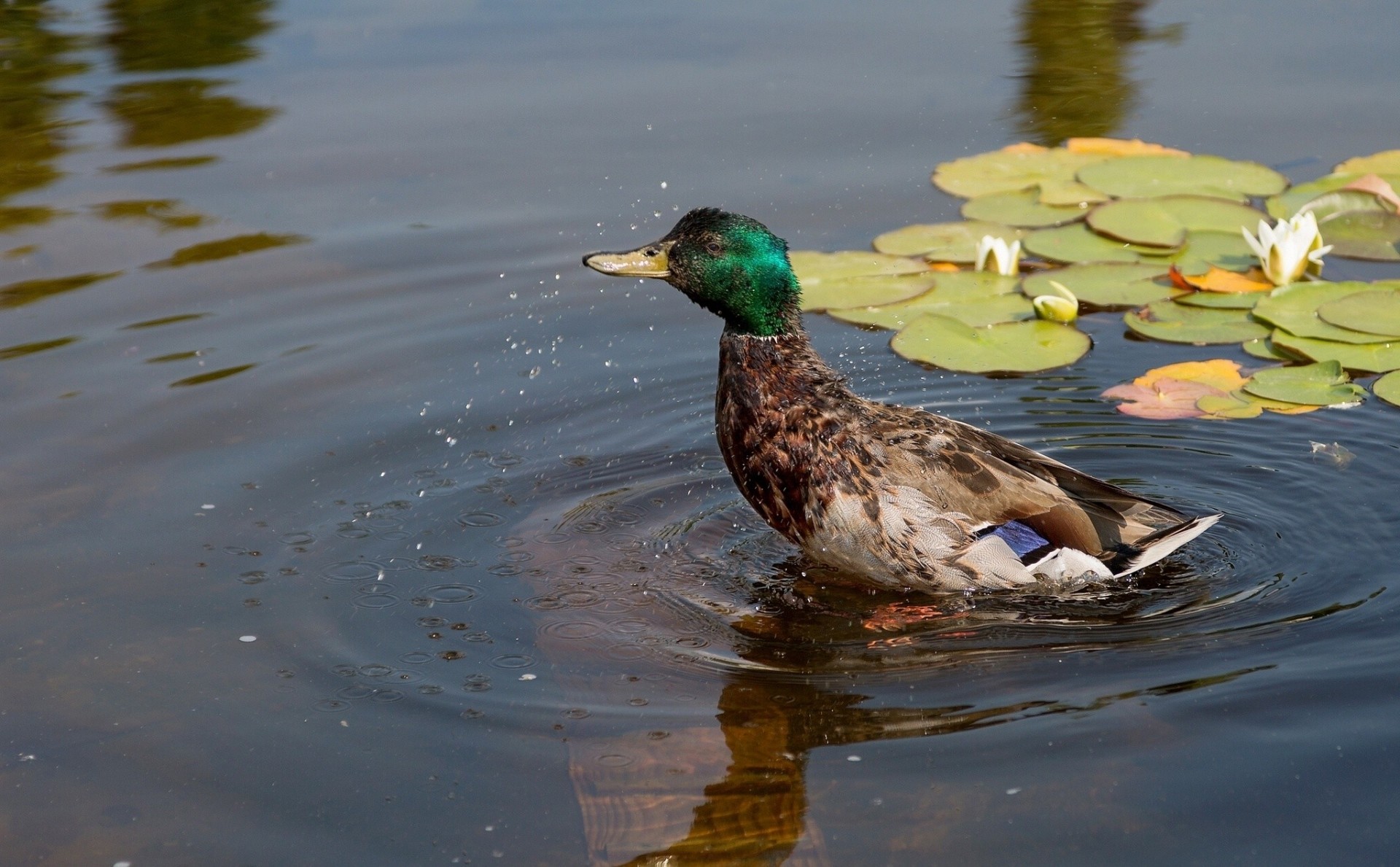 canard nénuphars eau ninja