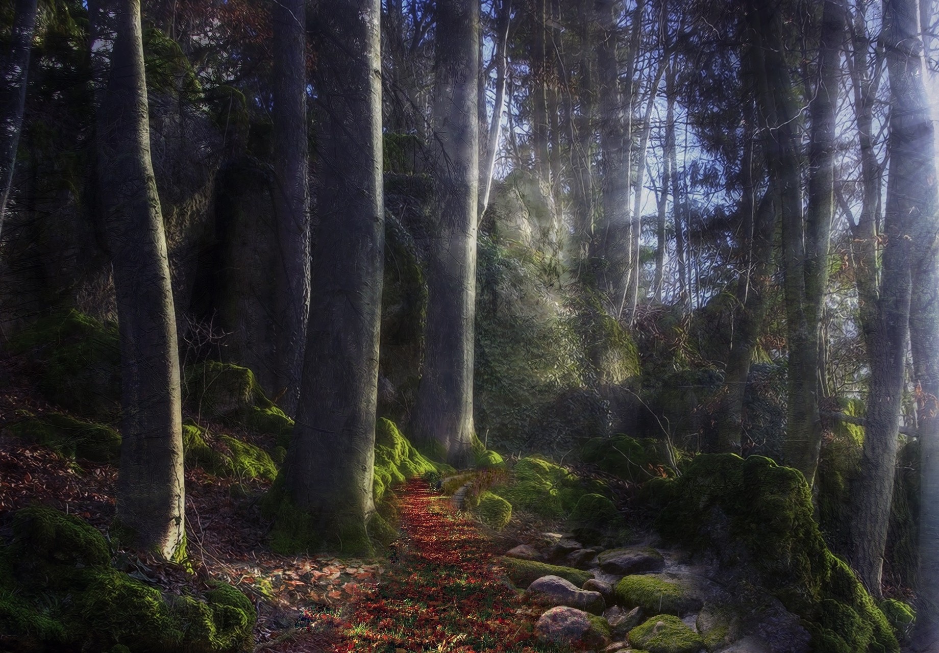 forest light path