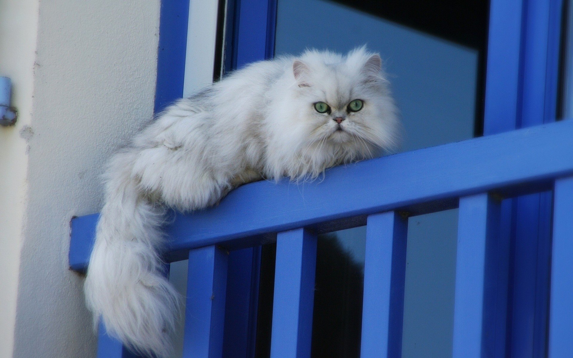 aufmerksamkeit fenster katze ansicht