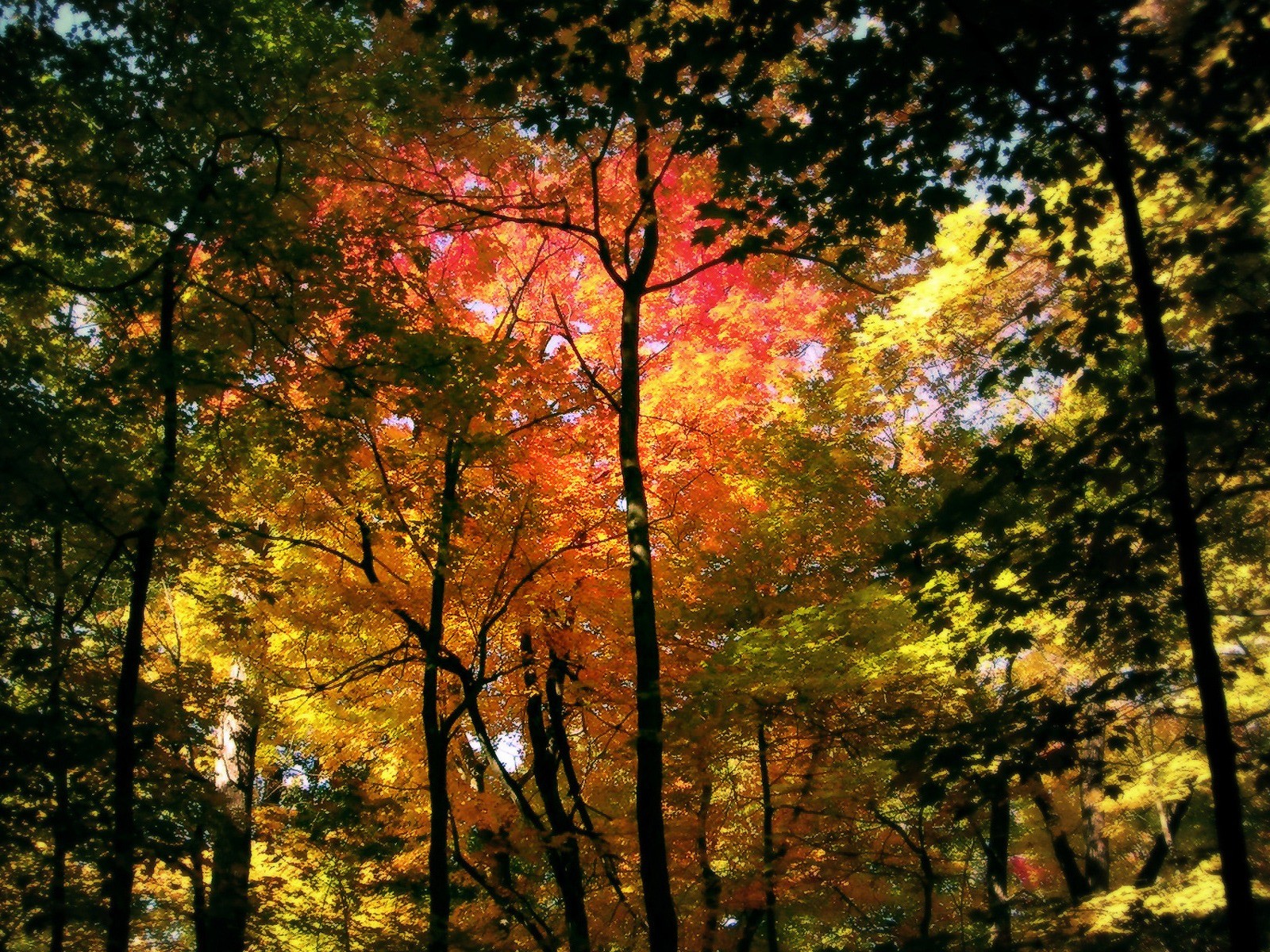 foresta alberi autunno tronchi foglie