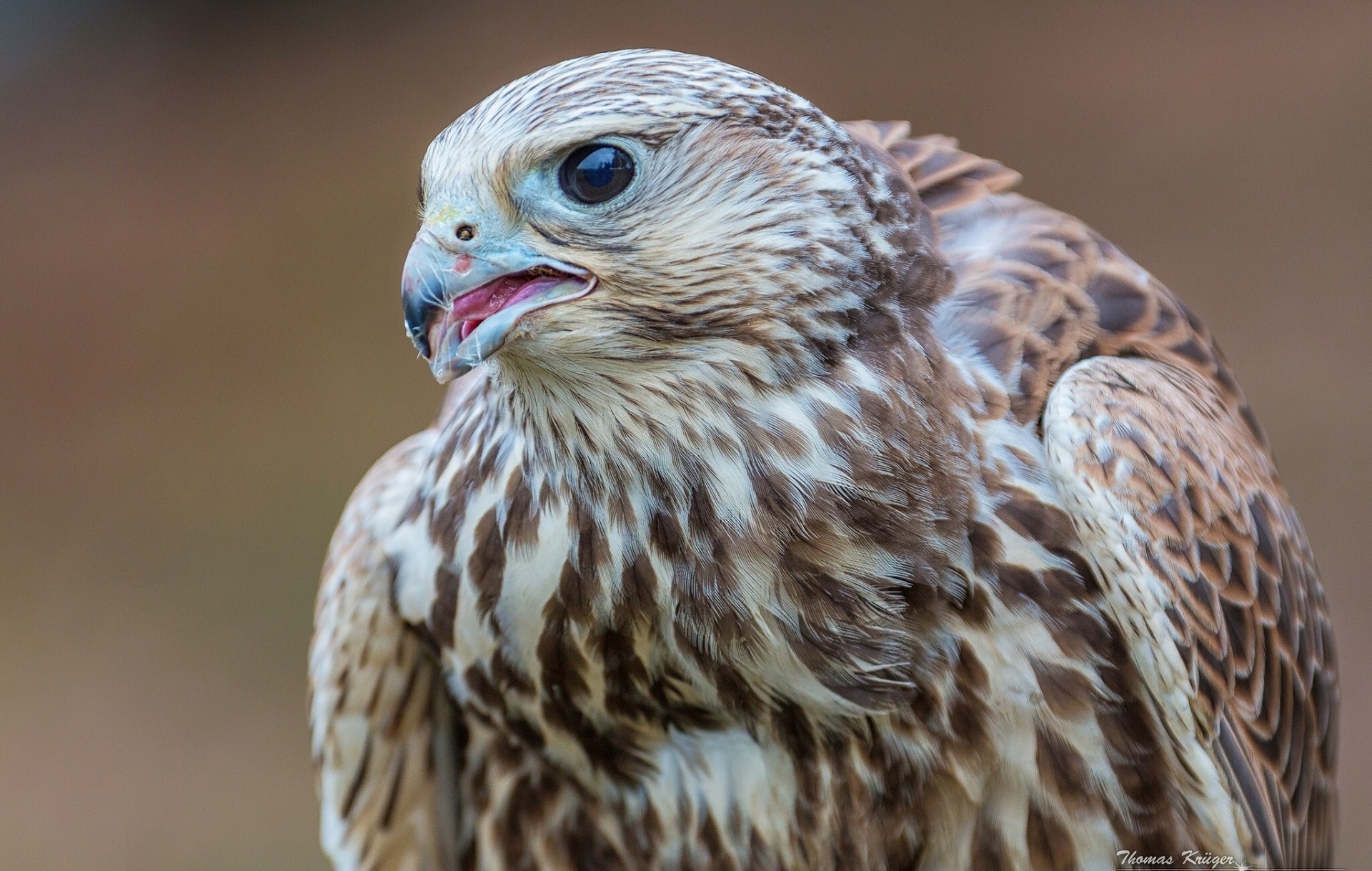 falke vögel