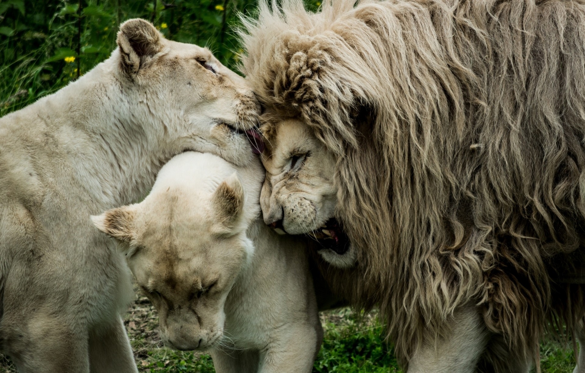 leoni amore leonessa criniera re degli animali leone