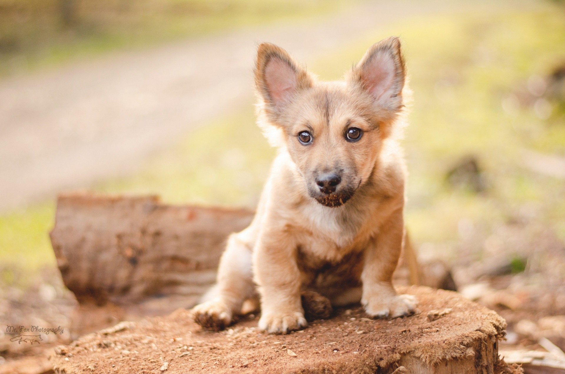 pies szczeniak welsh corgi