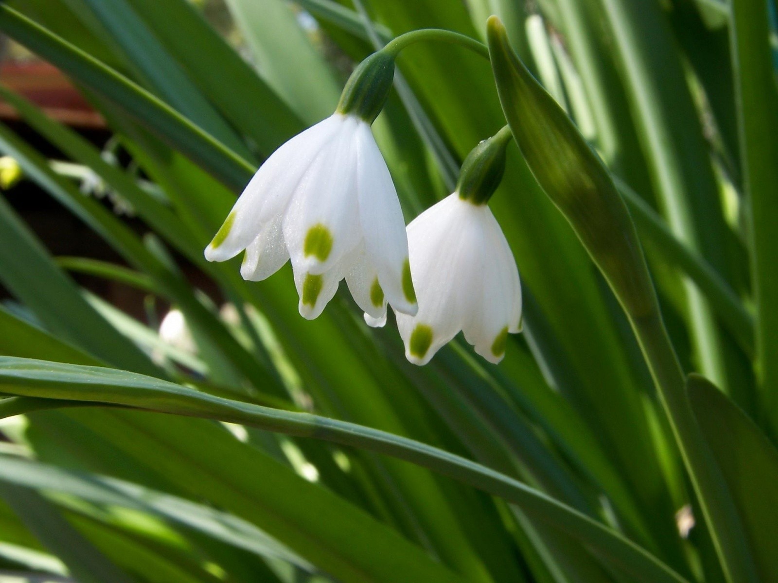 pring flower green