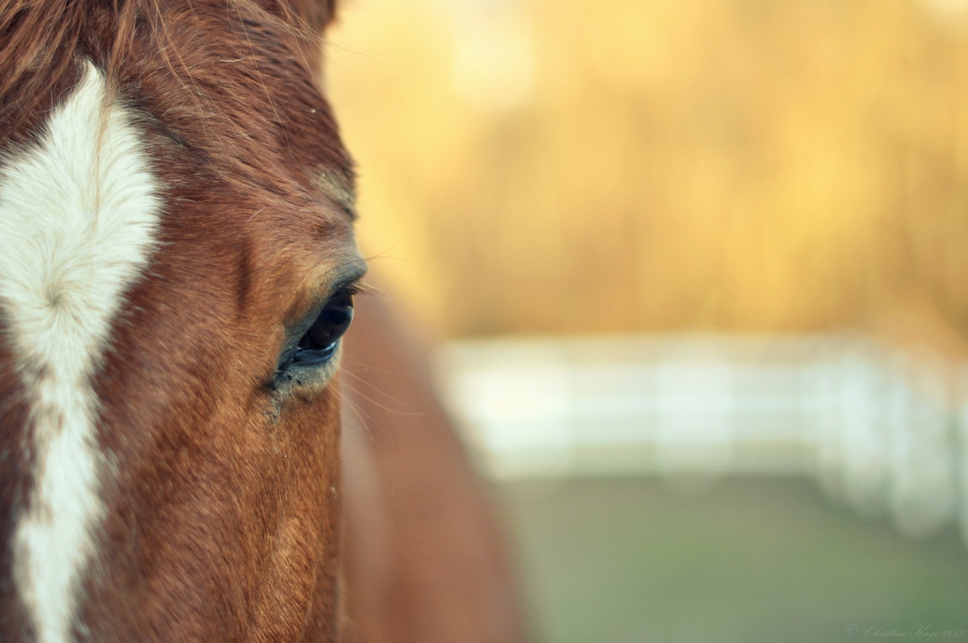 widescreen schermo intero denti occhi sfondo carta da parati cavallo animali sfocatura