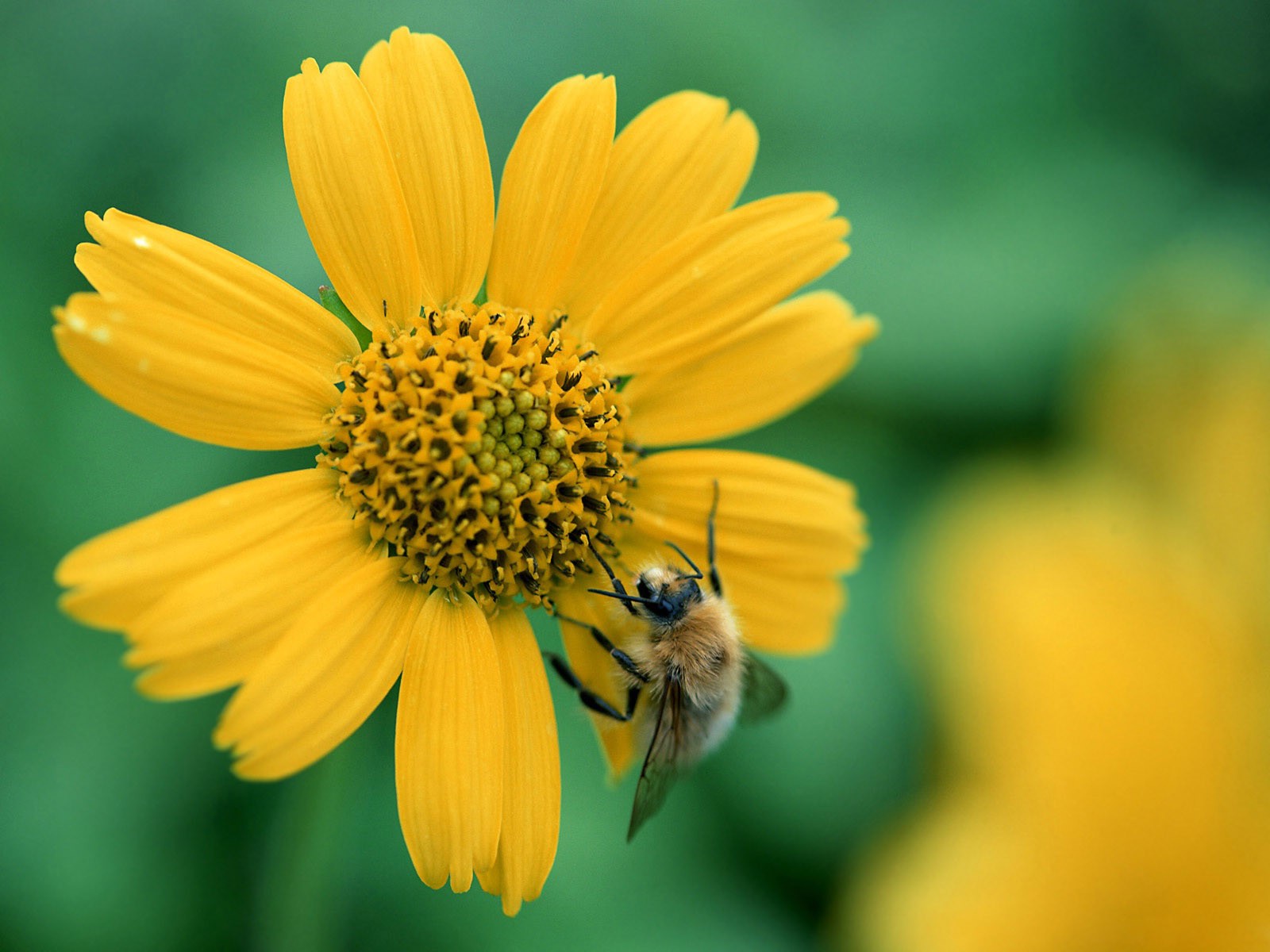 biene blume gelb gebühren