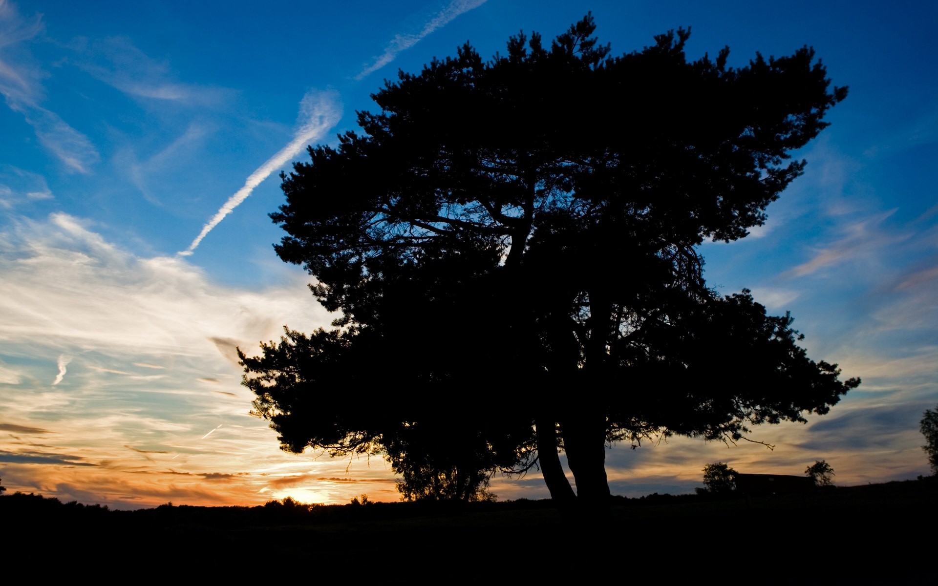 baum sonnenuntergang himmel schatten