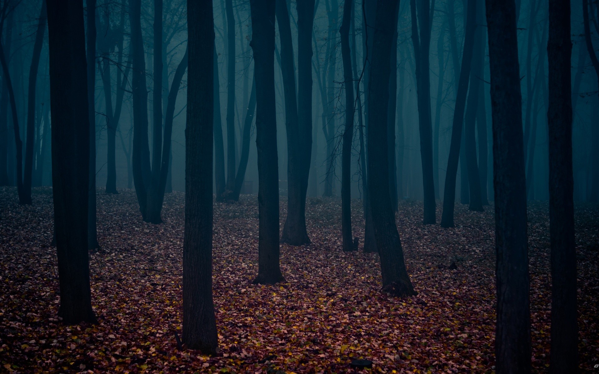 bosque sombrío hojas troncos de árboles