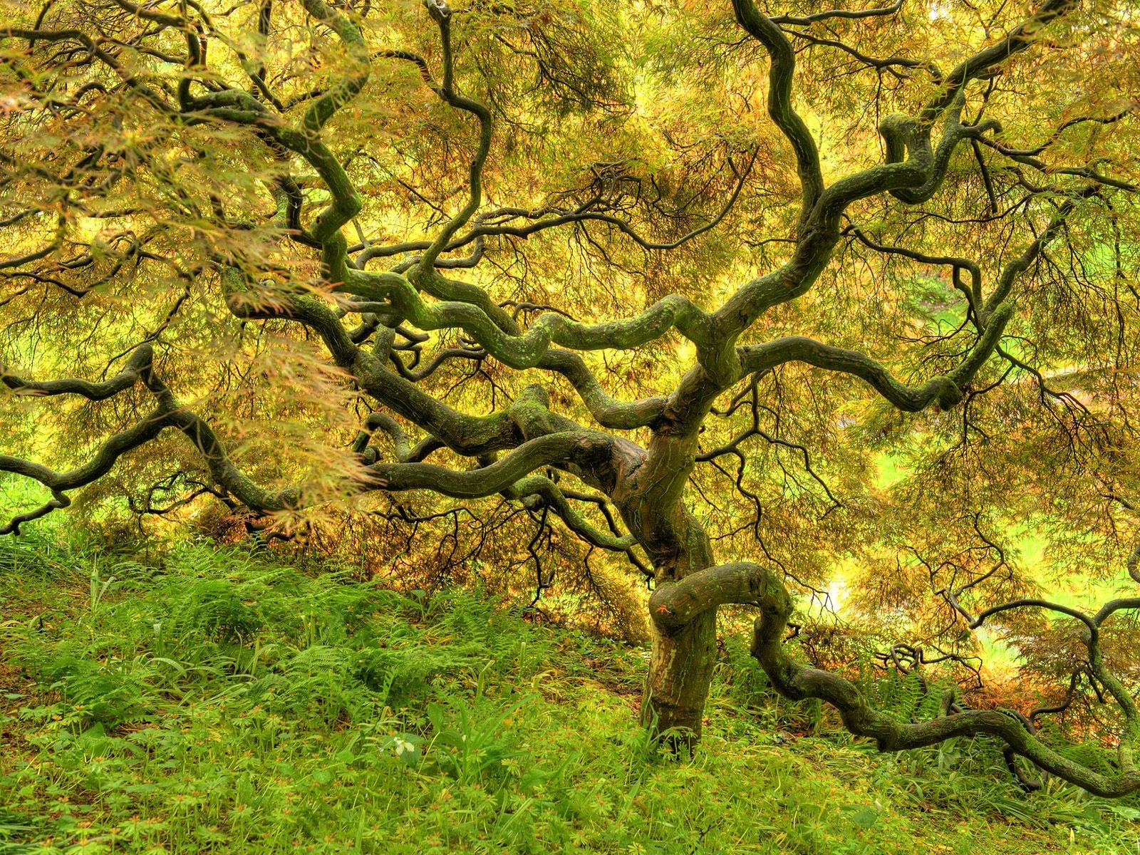 hermoso árbol amarillo