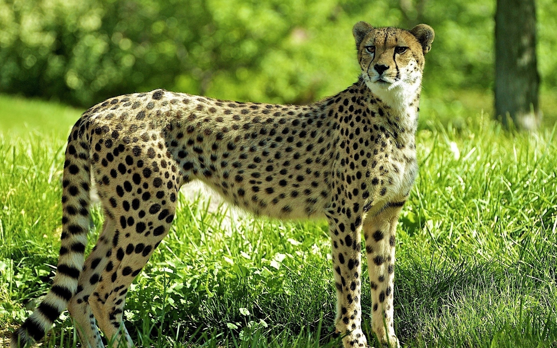 personnes forêt herbe guépard