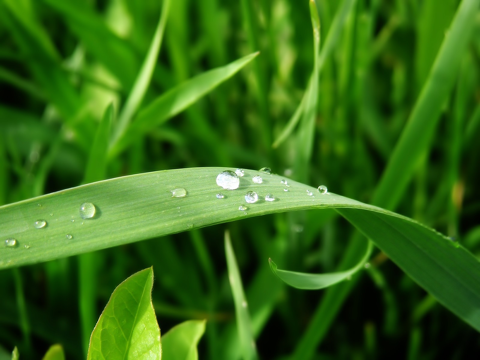 verts feuilles gouttes