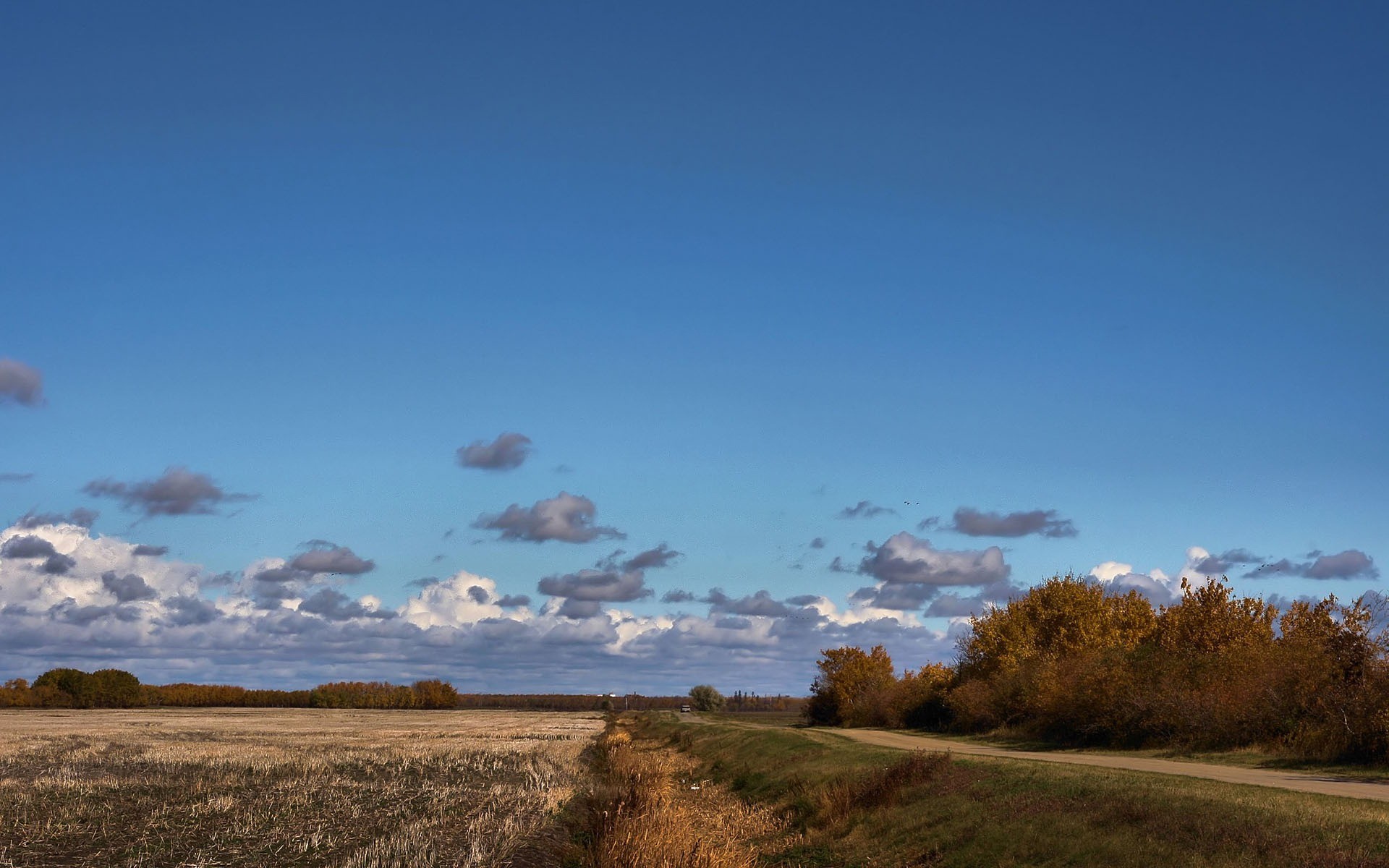 champ arbres nuages