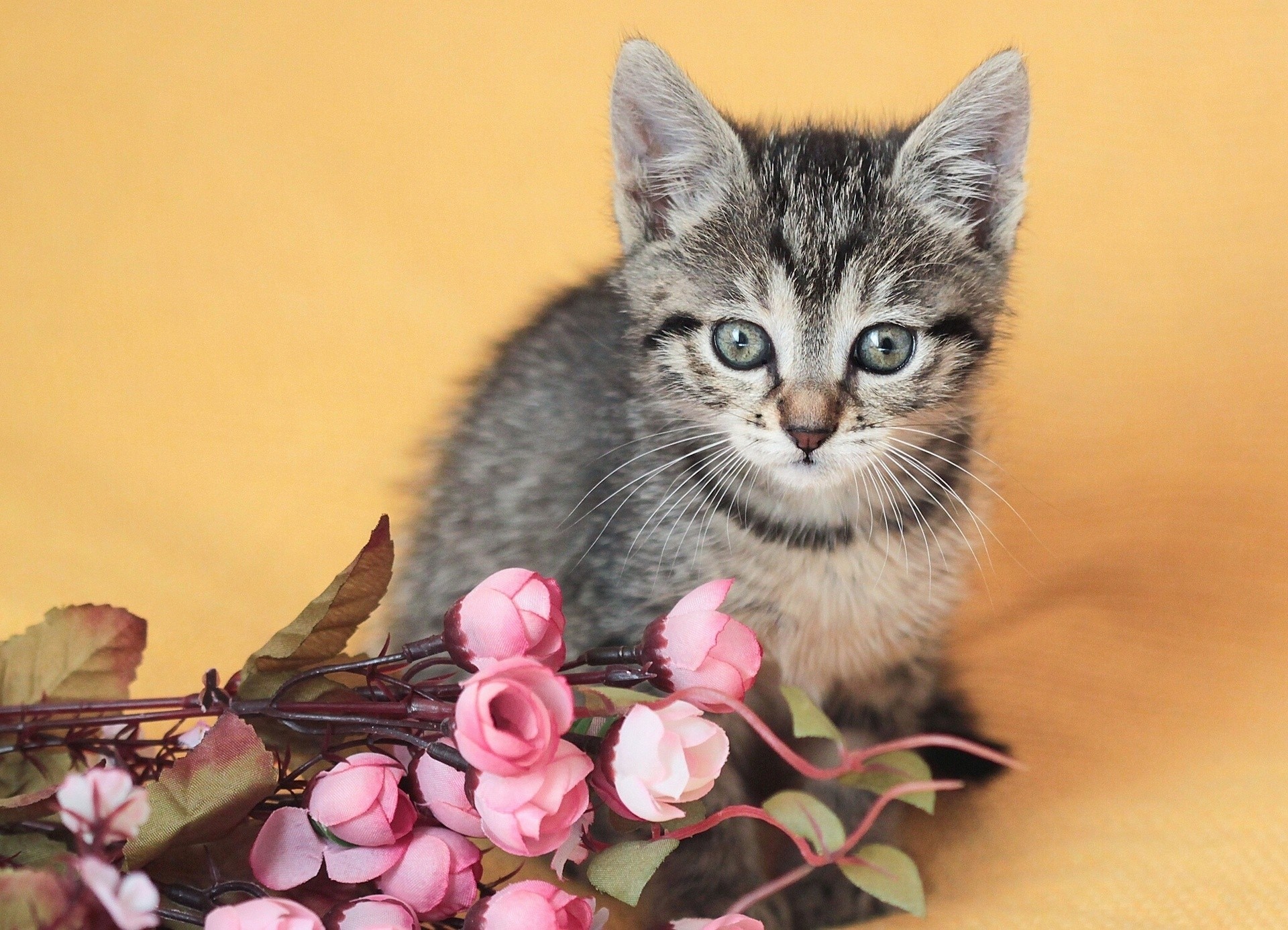 gato bebé flores