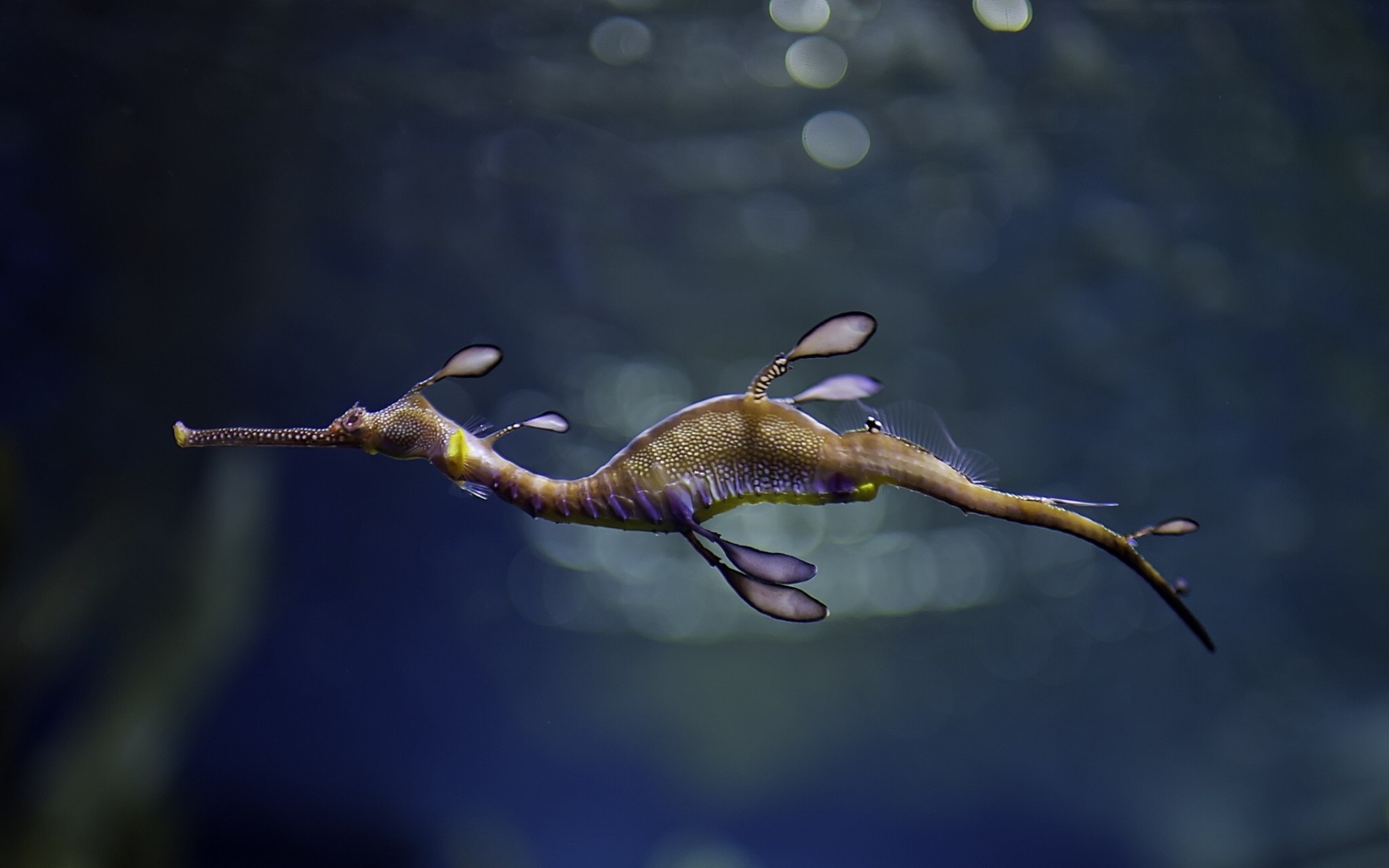 leafy seadragon sea dragon fish rag-picker