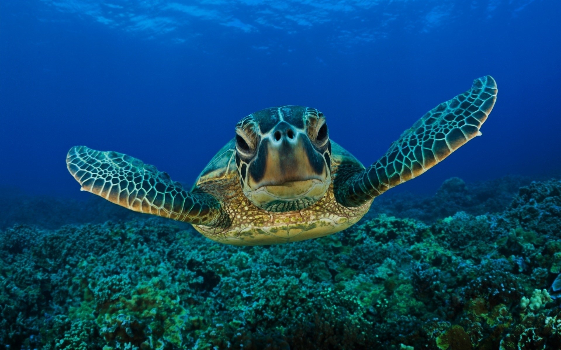 mer dents tortue de mer yeux eau