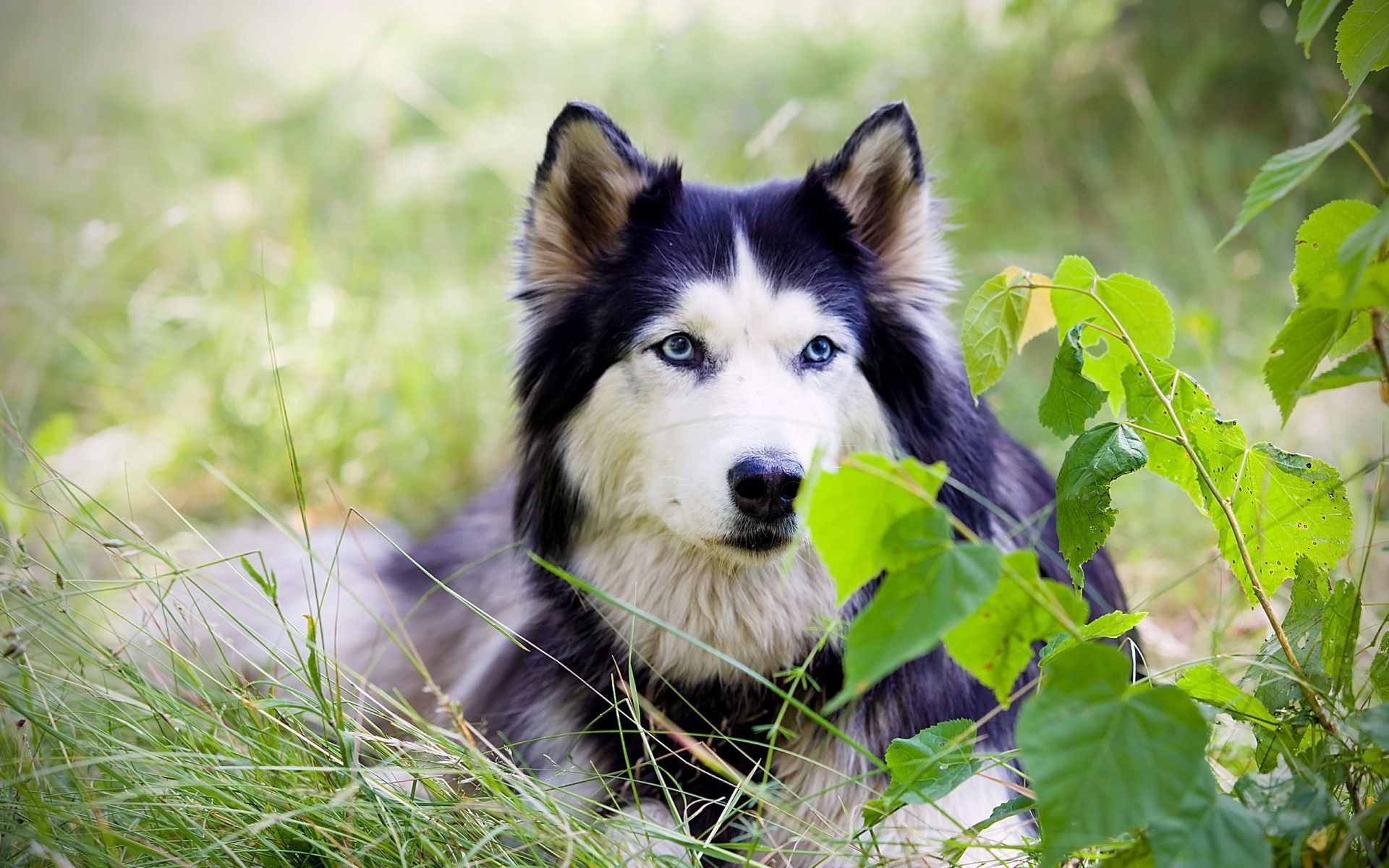 chien ami nature