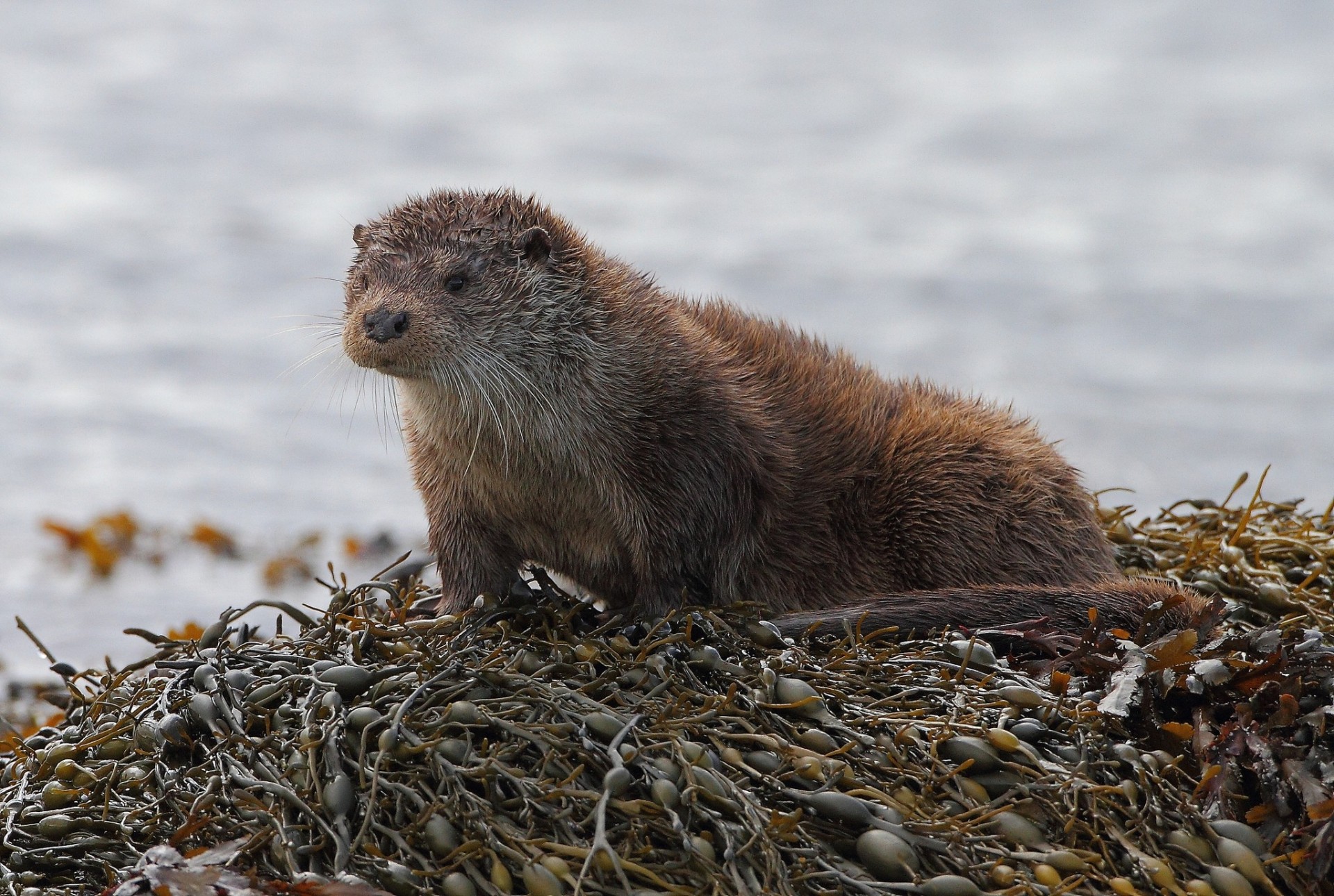 nutria río