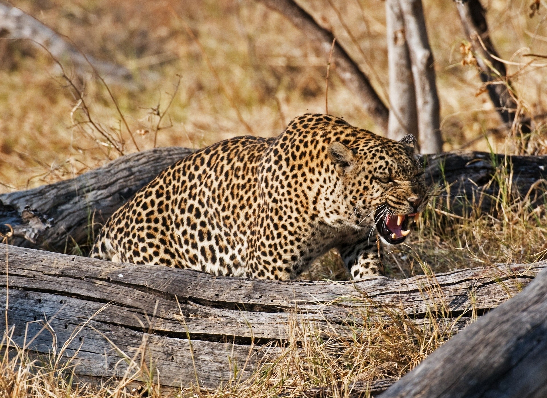 rabbia rabbia leopardo bocca zanne gatto selvatico animali