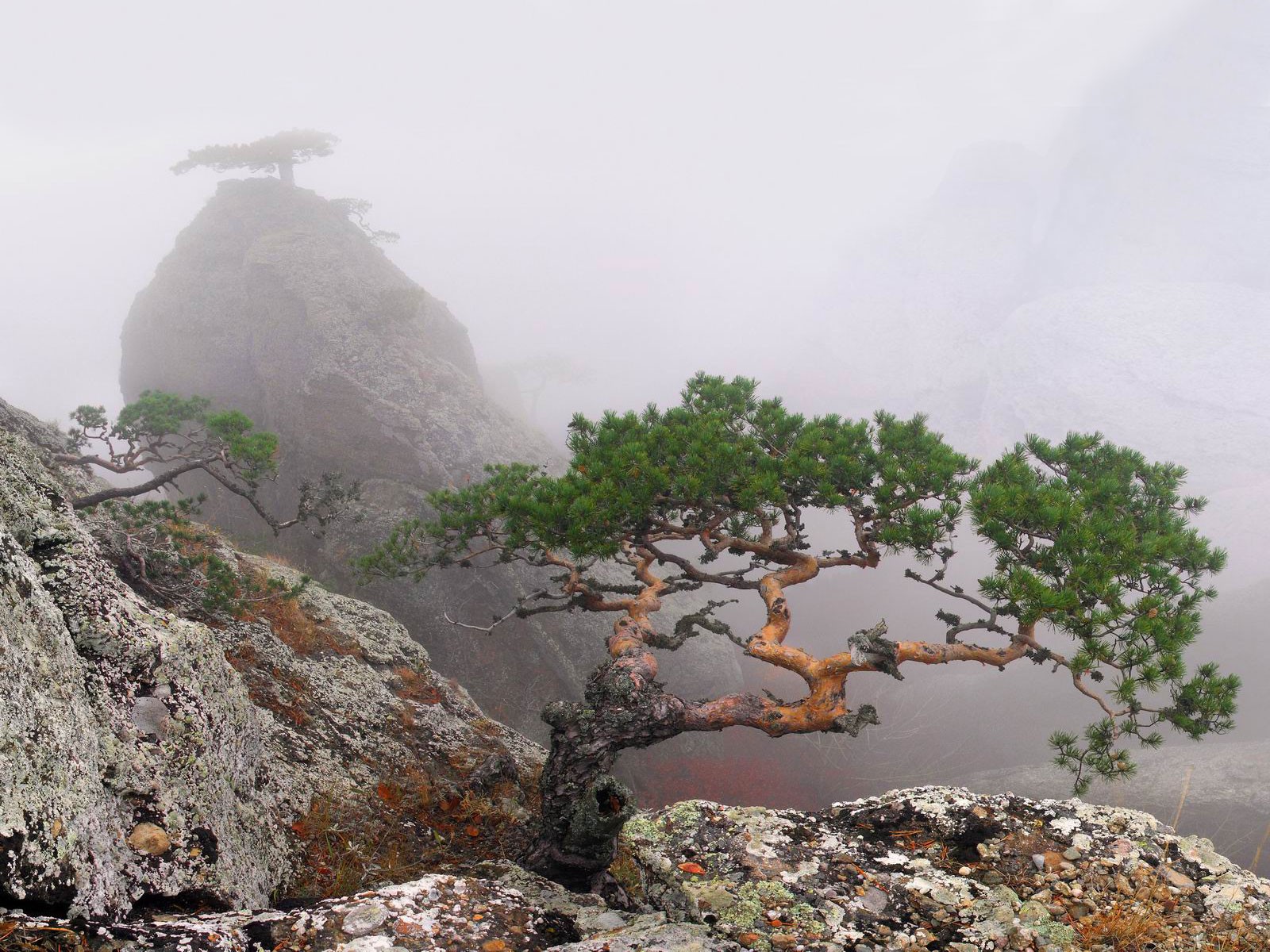 crimea summer rock fog tree