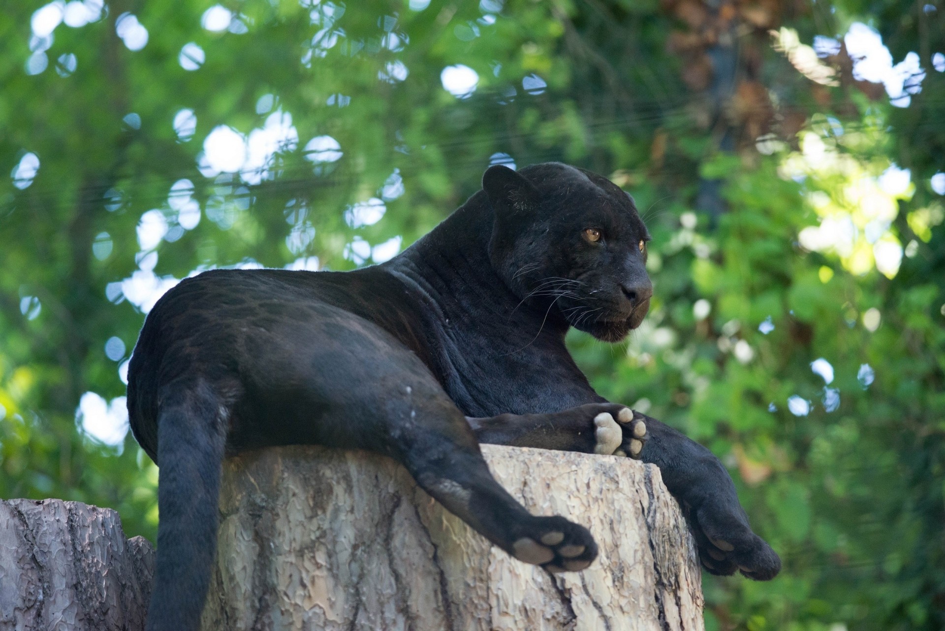 dziki kot jaguar pantera wakacje czarny jaguar