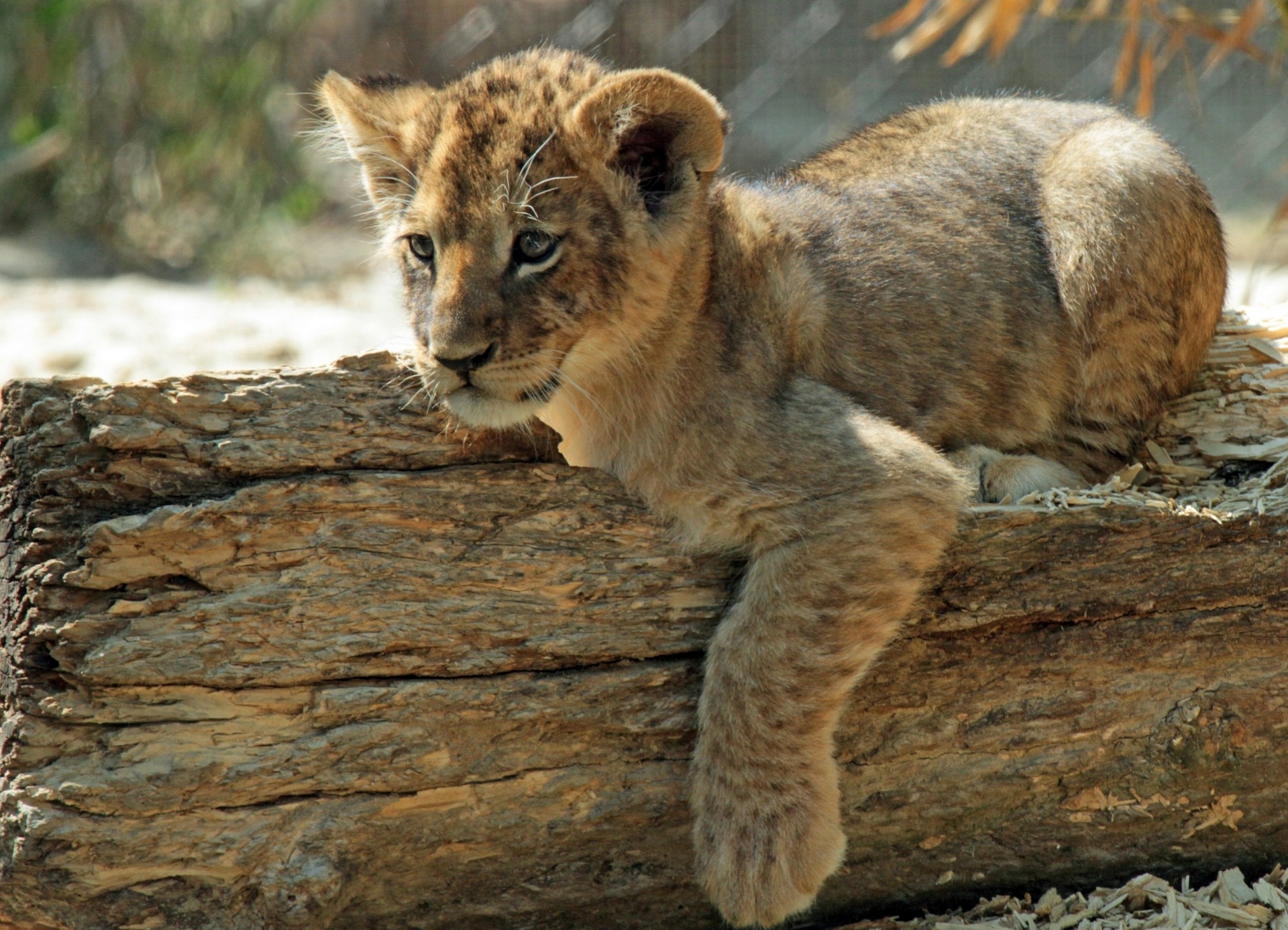 bûche lionceau