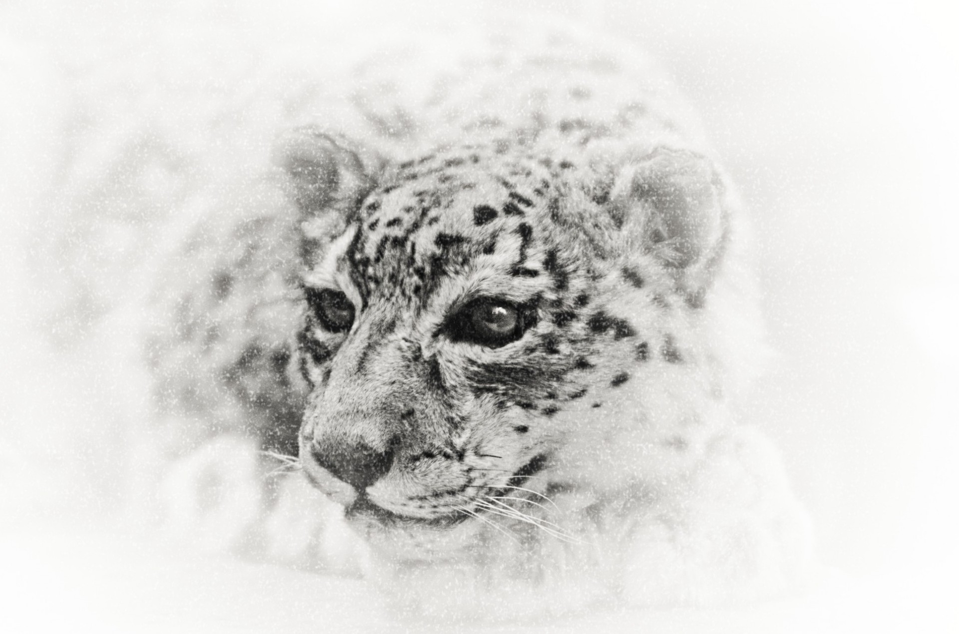 gráfico nieve leopardo monocromo ilustraciones animales