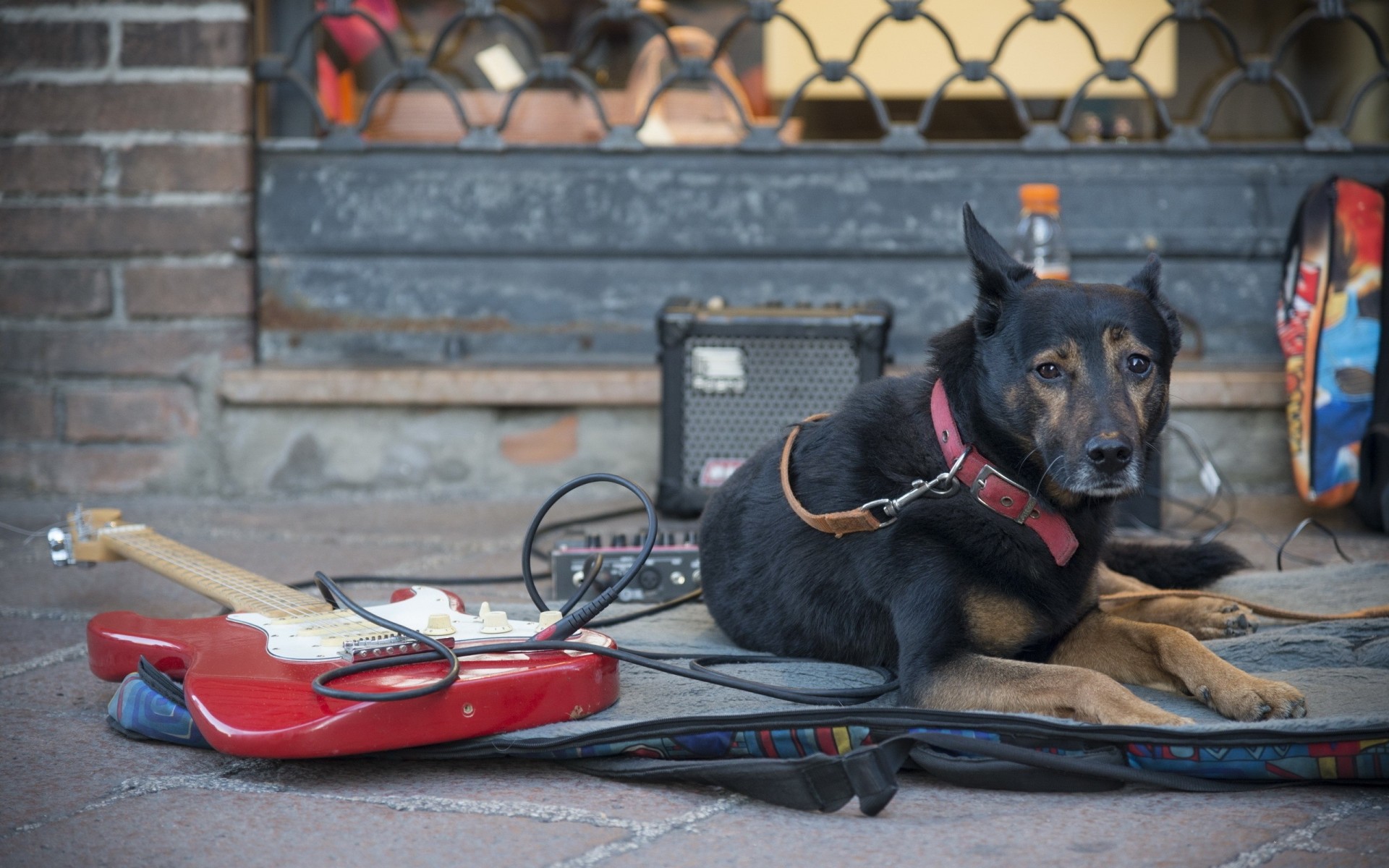 calle perro guitarra