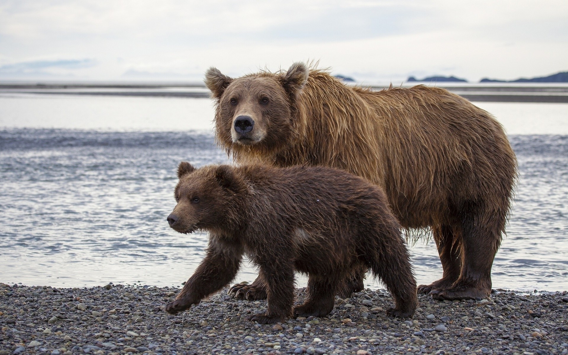 braunbären teddybär alaska bären bär