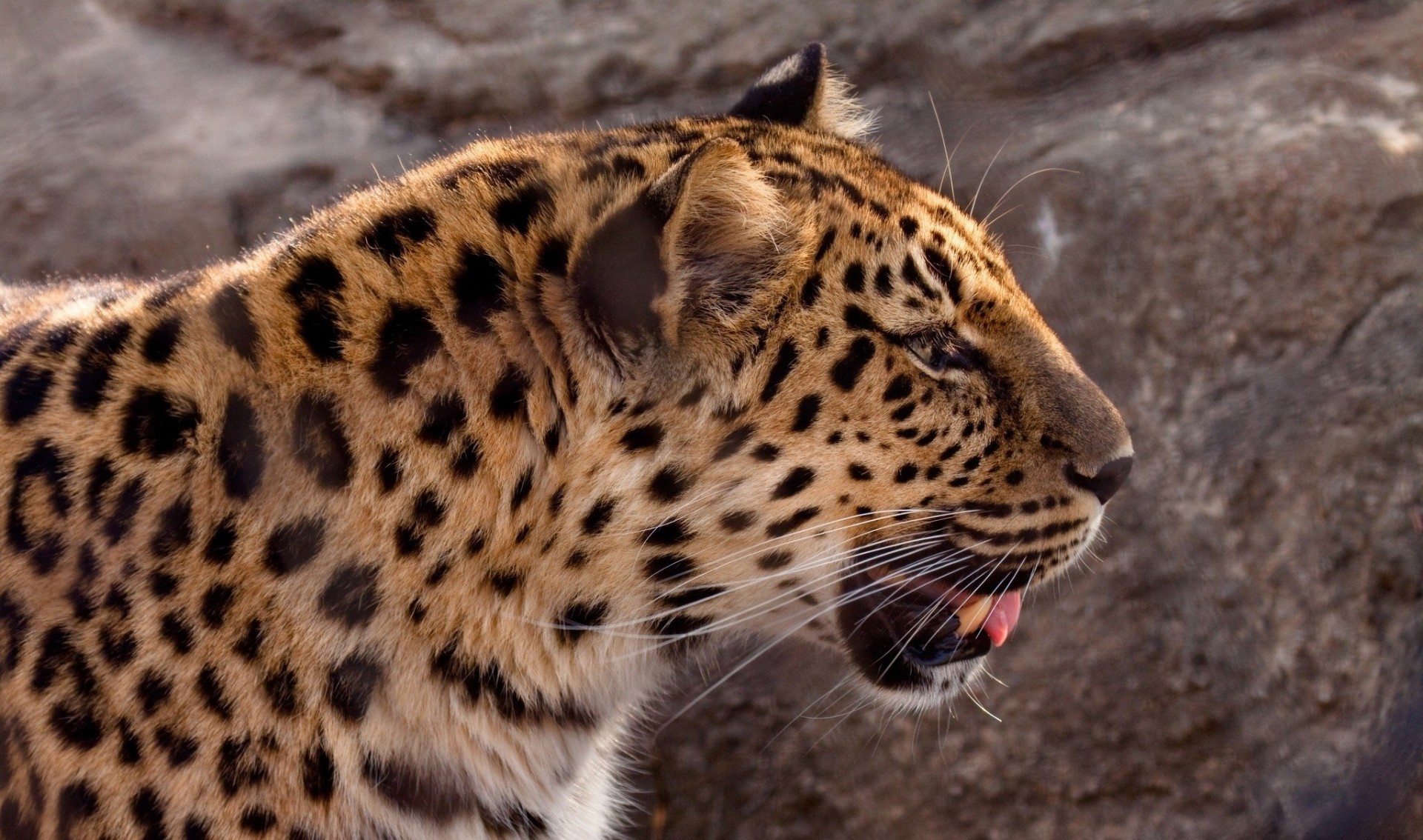 wildkatze zähne amur-leopard leopard