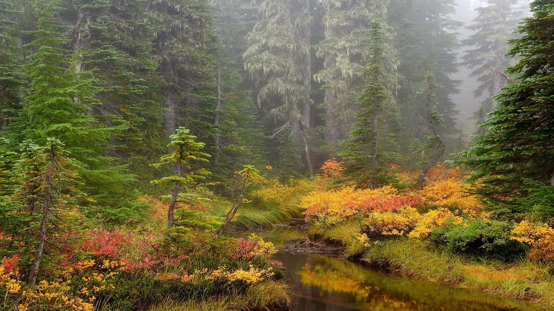 parece que dibujado a mano pero no un bosque real