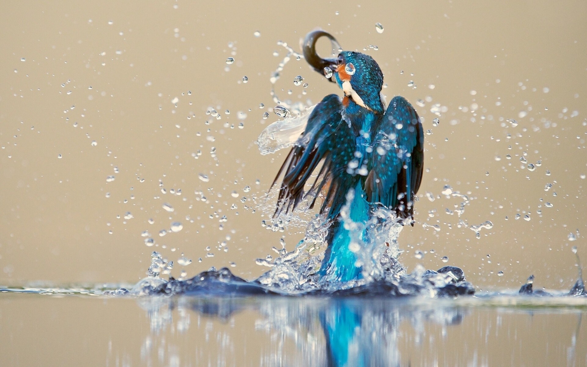 aves captura aerosol martín pescador agua