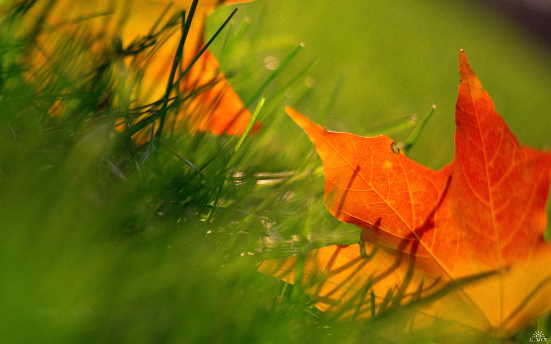 herbst blätter gras