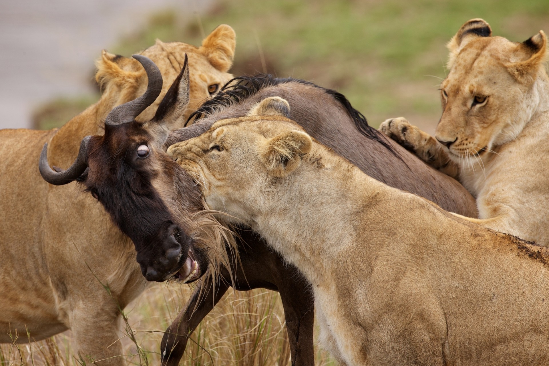 löwen beute jagd antilopen