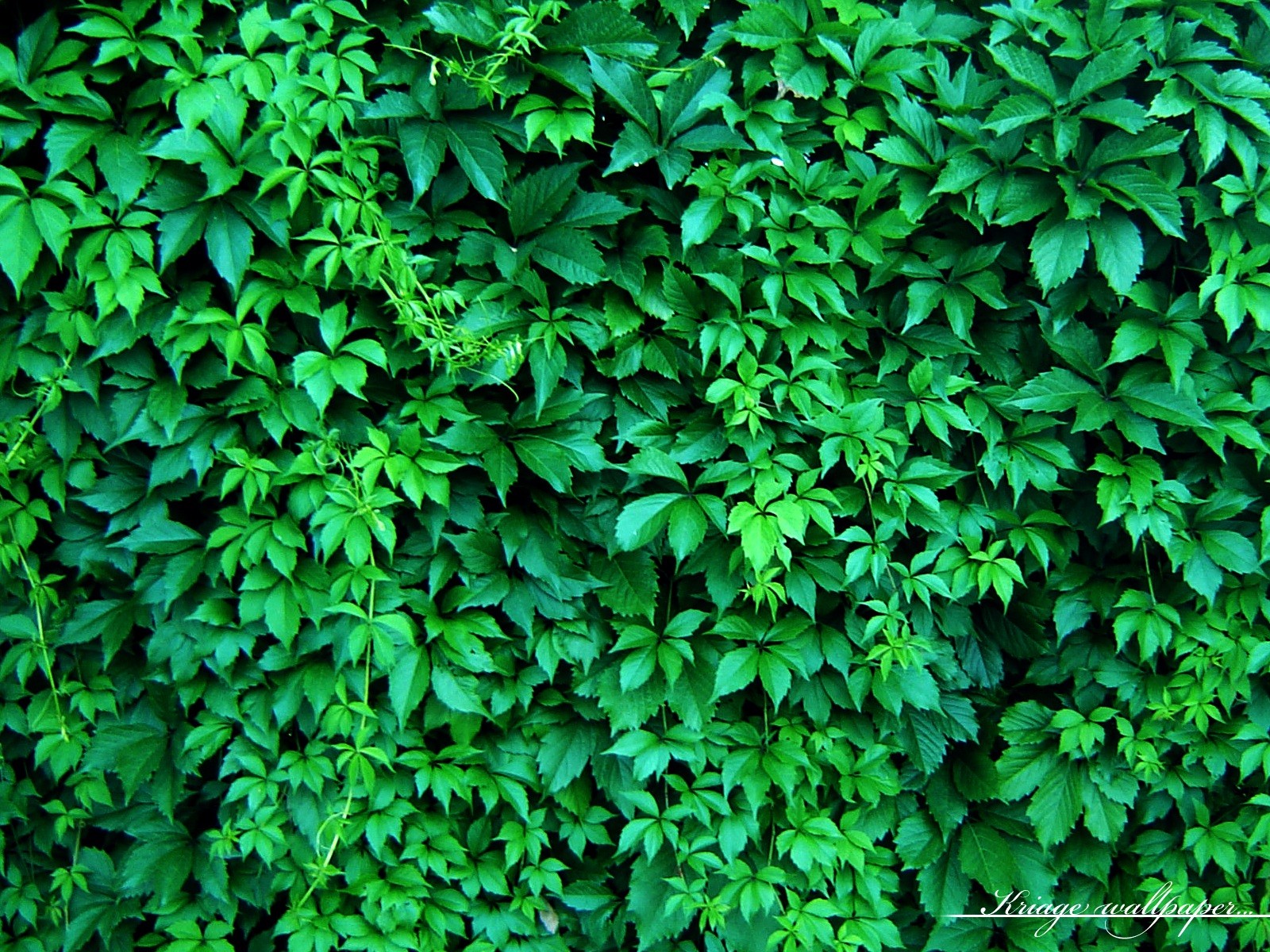 uva vite recinzione fogliame verde siepe