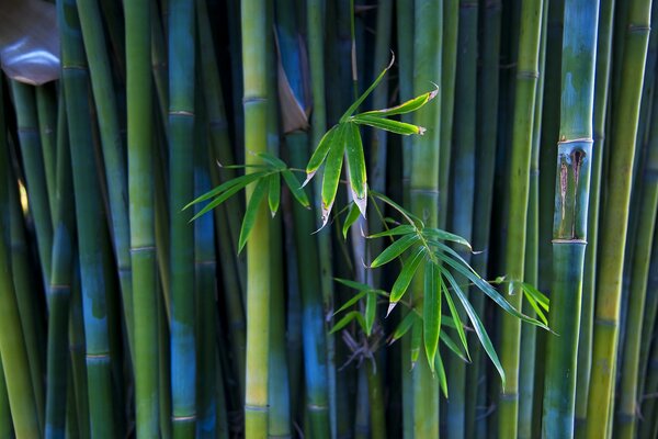 Bamboo trunks are green and blue